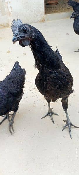 Ayamcemani top quality chicks available dayold one week 3