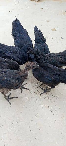 Ayamcemani top quality chicks available dayold one week 4