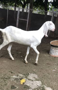 rajanpuri goat | amratsari | makhi cheeni | nagra | pair for sale