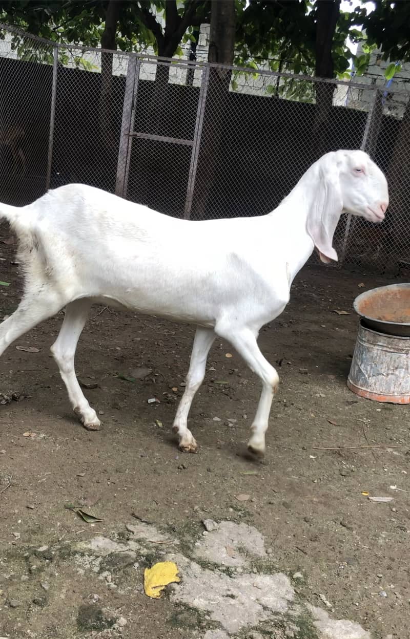 rajanpuri goat | amratsari | makhi cheeni | nagra | pair for sale 0