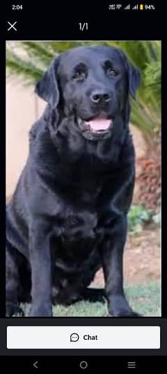 Labrador male available for sale