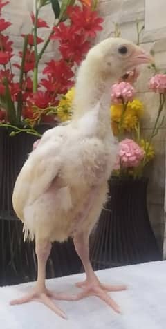 White O Shamo / Aseel Shamo / O shamo / Shamo chicks / Chicks for sale