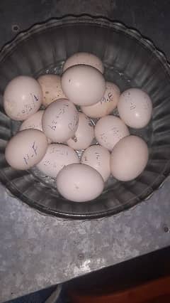 fertile eggs available