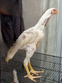 White Shamo for sale