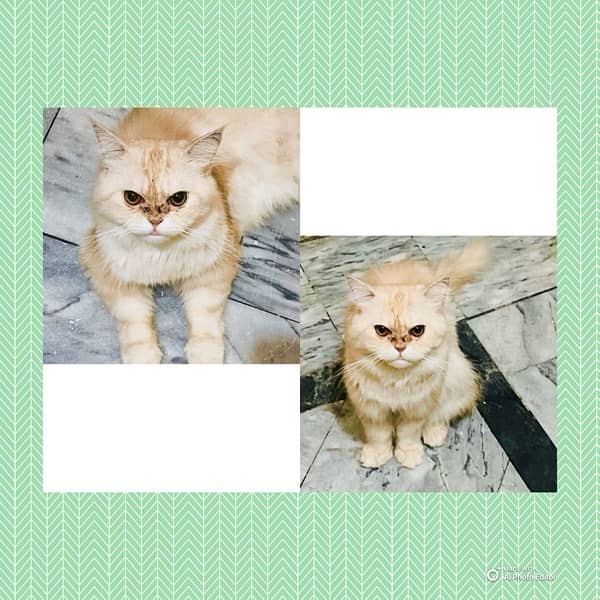 male cats for sale only brown and black color 1