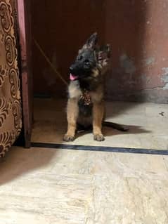 German shepherd