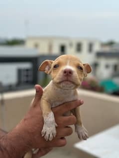 American pitbull puppies