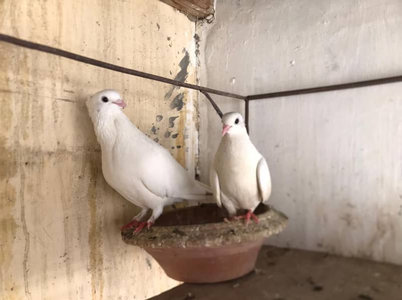 Satinette, Lahori Sherazi, Mukhi, 4500 11