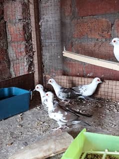 Dove Diamond Pied