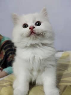 Triple coat Persian cat trained and loving nature