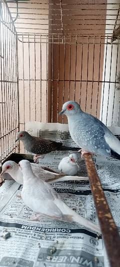 Diamond dove breeder pairs