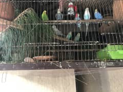 Australian parrot sale in lahore