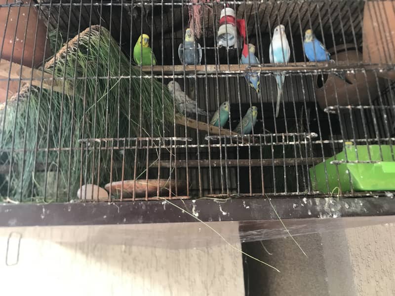 Australian parrot sale in lahore 0