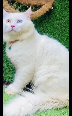 Persian odd eye cat