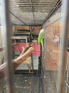 Talking Breeder Raw Female Parrot