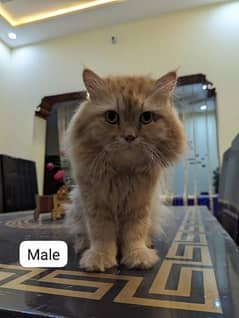 Tripple cotaed male age 2.6 months whatsapp no 03067305527