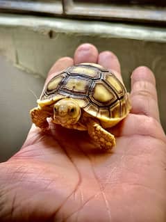 Sulcata Baby Tortoise | With Enclosure Setup