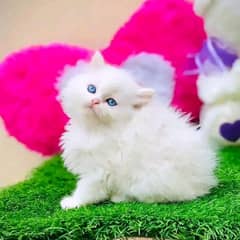 persian kitten Triple coated for buy cme whtsap. 03412013610