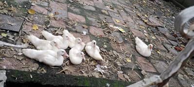 White Muscovy Russian duck