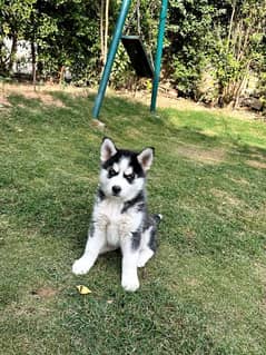 Siberian husky puppie