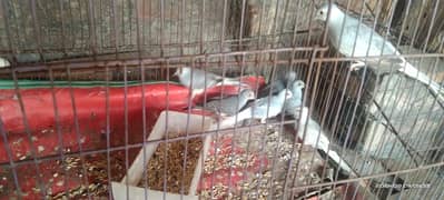 Diamond dove breeder and ready to breed doves available