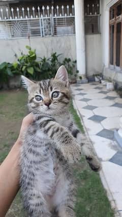 siberian kittens