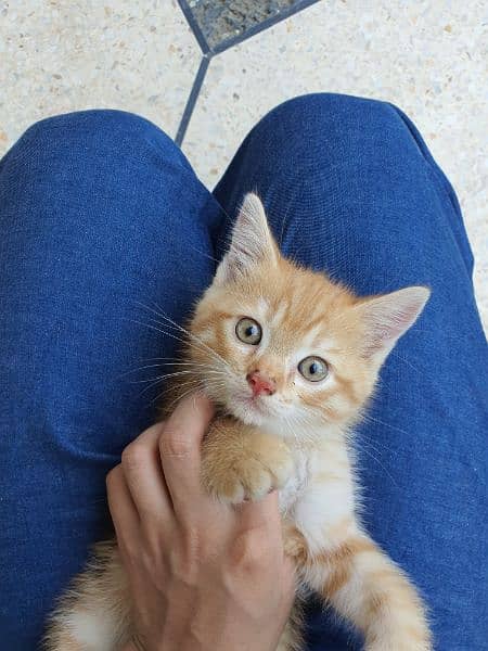 siberian kittens 2