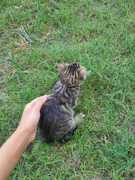 siberian kittens 5