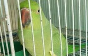 parrot