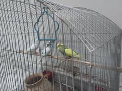 budgies