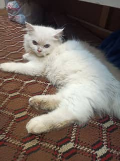 persian cat male