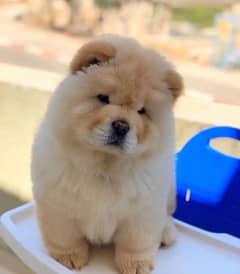 Chow chow imported pedigree puppies available here