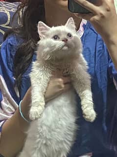 Persian Kittens for sale