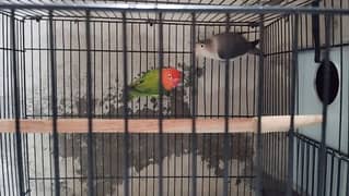 love bird for sell