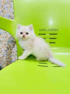 Piki Kitten|Punch face Kittens|persian cat|cute|tripple|fluffy|doll 0