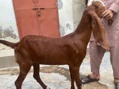 Naagri Goat