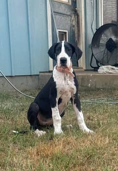 Great Dane imported pedigree puppies available in Pakistan for sale