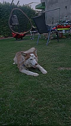 brown and golden husky male