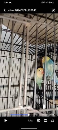 pastel ino and parblie pastel ino pair ready to breed cheap price