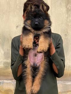 German Shepherd puppi