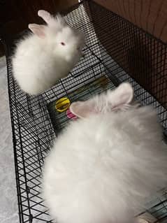 lion head dwarf rabbit breeding pair