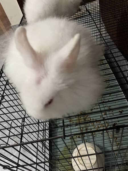 lion head dwarf rabbit breeding pair 1