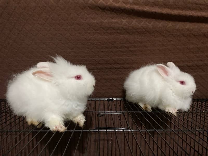 lion head dwarf rabbit breeding pair 3