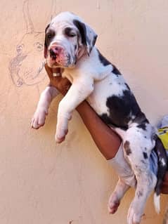 Great Dane imported pedigree puppies available in Pakistan for sale