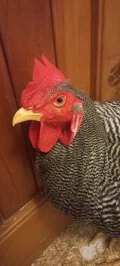 5 month old very energetic Plymouth Rock Rooster