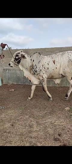 bull, janwar, cattle, live stock 0