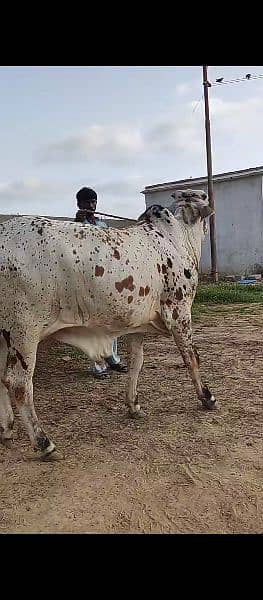 bull, janwar, cattle, live stock 1