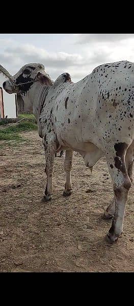 bull, janwar, cattle, live stock 2