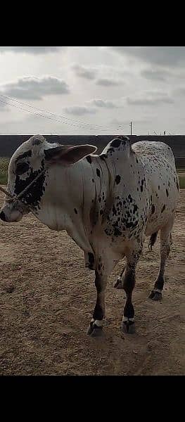 bull, janwar, cattle, live stock 3