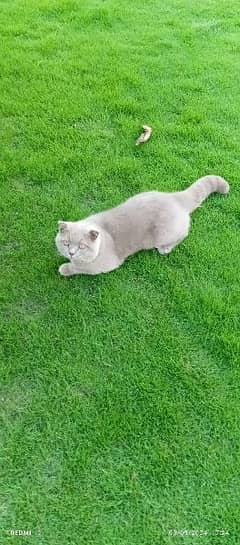 Imported , pedigree , Scottish fold